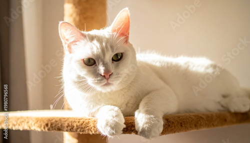 Gorgeous white cat lying on a cat tree, basking in warm sun rays and soft window light in a cozy home interior. Relaxed indoor pet lifestyle with copy space