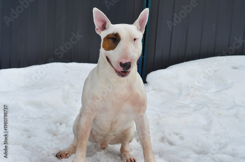 White bull terrier in snow, brown facial marking, sitting, looking forward