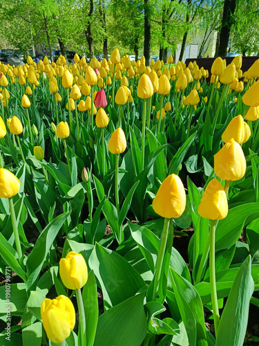 Vibrant yellow tulips in full bloom with one pink tulip