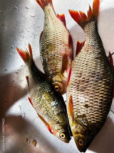 Fresh river fish with vibrant red fins lying in a stainless steel sink