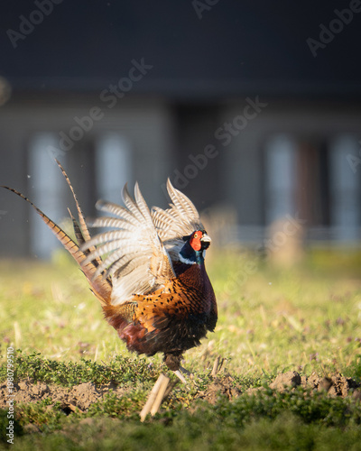 pheasant in the grass