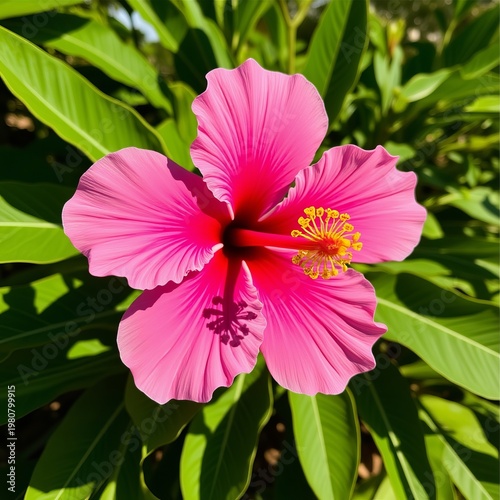 Hibiscus Breeze Vibrant pink spirals dance from a hibiscus flowe