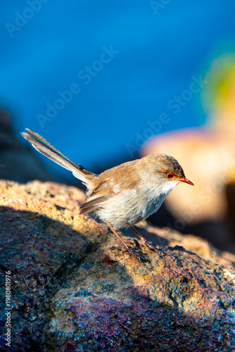 Fotografia Superb Fairywren Female Bird - Tasmania