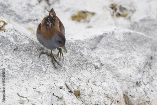Male Little Crake (Zapornia parva) foraging on white rocky ground