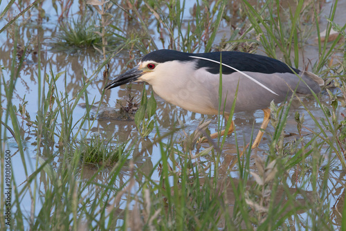 Black-crowned Night Heron (Nycticorax nycticorax) hunting in the marsh grass