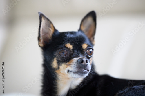 An adorable black and tan chihuahua with large, expressive eyes and perked ears looks attentively to the side. The tiny dog's curious gaze captures a sweet and alert moment against a soft, blurred bac