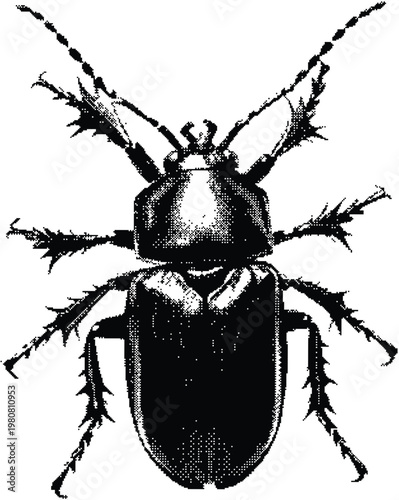 Vintage style stag beetle engraving illustration showing detailed shell and spiny legs structure.