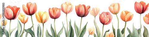 Tulip flower watercolor illustration bouquet spring garden border pastel nature Tulip flower watercolor illustration bouquet spring garden border pastel nature with gentle petals and green leaf