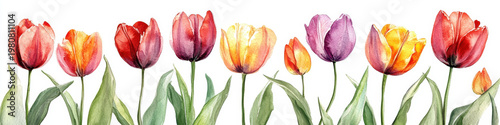 Watercolor tulip floral border spring flower colorful bloom garden plant botanical illustration red tulip yellow tulip pink tulip purple tulip graceful watercolor tulip floral border with colorful