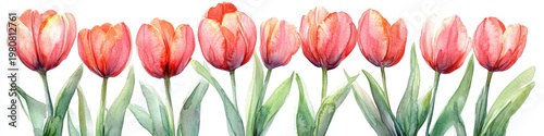 Tulip flower spring blossom floral garden pink red watercolor art tulip flower spring blossom floral garden pink red watercolor art pattern border painting delicate petal nature romantic
