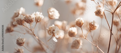 Macro shot of delicate dried flowers in warm beige and off-white tones