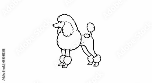 A simple, black and white cartoon drawing of a poodle standing