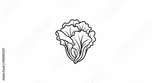 A simple black and white line drawing of a head of lettuce