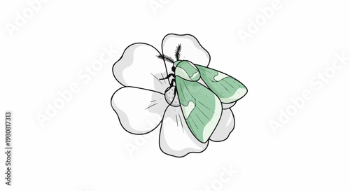 A pale green moth rests on a simple white flower