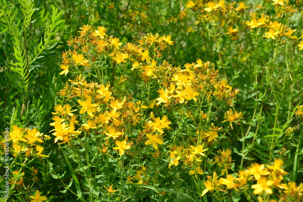 Obraz premium St. John's Wort Flowers in a Sunny Field close up