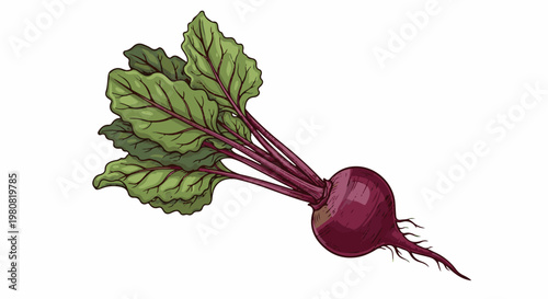 A single, deep red beet with vibrant green leaves extends to the left