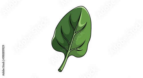 A single green spinach leaf with prominent veins and a thick stem