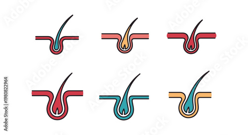 Hair Follicle Line art vector creative colorful shapes