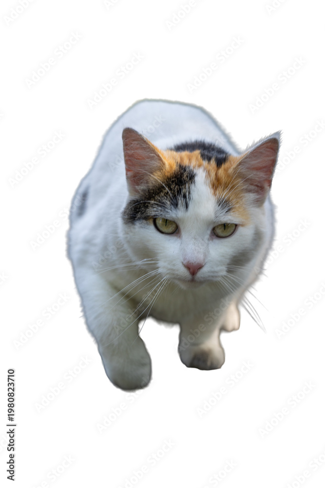 Fototapeta premium Calico cat walking towards viewer with green eyes