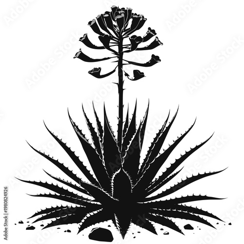 Black agave plant, succulent flower, vector illustration, botanical design