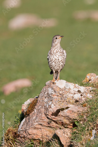 Mistle Thrush standing on a rock in the mountains - Turdus viscivorus