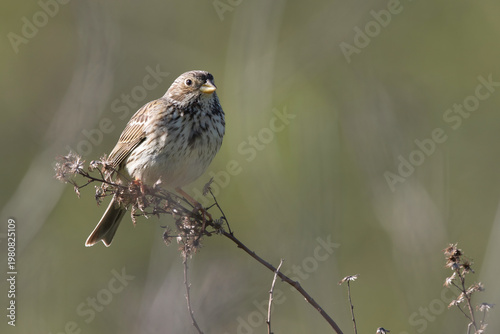 Corn Bunting perched on a dry plant - Emberiza calandra