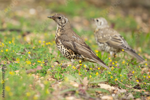 Profile of a Mistle Thrush in a green field - Turdus viscivorus