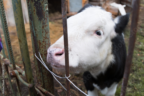 Cow (Bos taurus). Cute black and white calf looking through the bars of old rusty metal fence, close-up of muzzle.