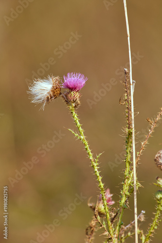 Thistle (Cirsium). Single pink-purple flower and fluffy seed pod on thorny weed stem on blurred brown background.