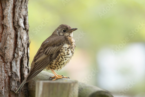 Mistle Thrush perched on a rustic wooden fence - Turdus viscivorus