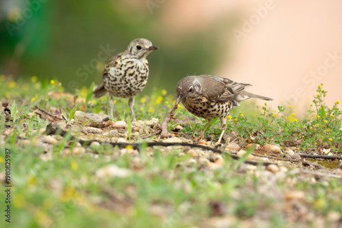 Two Mistle Thrushes foraging on the ground with a worm - Turdus viscivorus