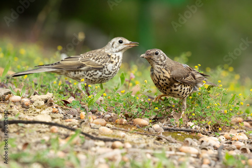 Mistle Thrush interaction on the ground - Turdus viscivorus