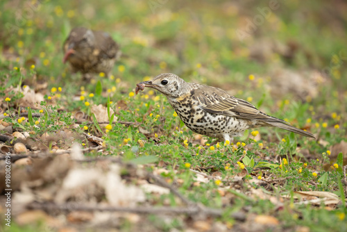 Mistle Thrush hunting for worms in a meadow - Turdus viscivorus