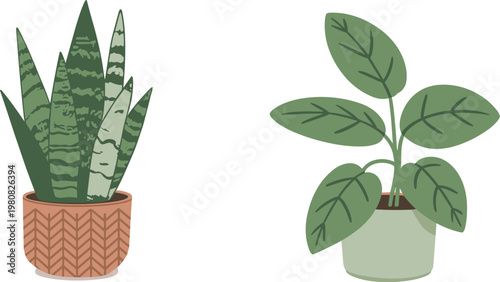 Flat Vector Illustration of Snake Plant and Rubber Plant in Ceramic Pots Isolated on White