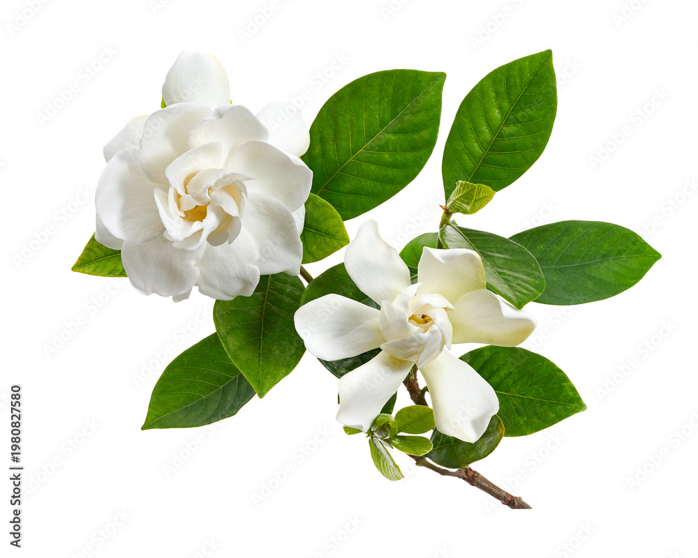 Naklejka premium Cape Jasmine Flowers, Gardenia jasminoides, isolated on transparent background, with clipping path