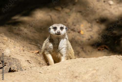 meerkat on guard duty