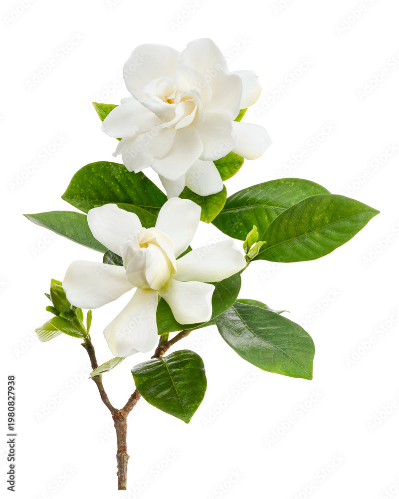 Naklejka premium Cape Jasmine Flowers, Gardenia jasminoides, isolated on transparent background, with clipping path