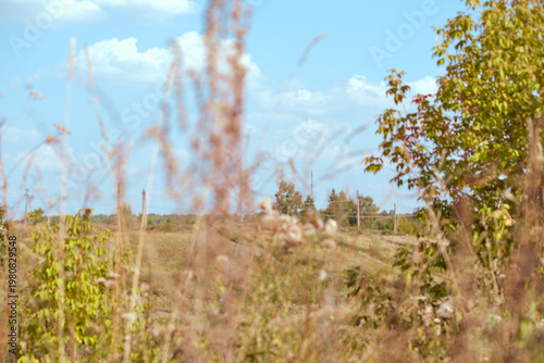 Blurred tall grass in the foreground and autumn landscape with trees and power line in the background under blue sky.