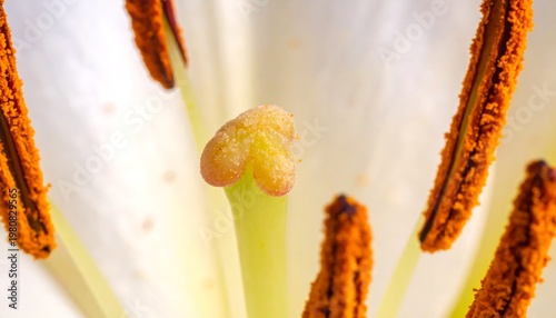 A close-up view of a white flower's stamen and petals