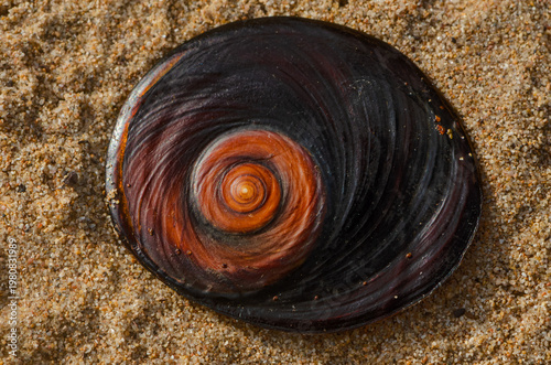 Canvas-taulu Spiral pattern of Operculum of Giant Periwinkle (Alikreukel)