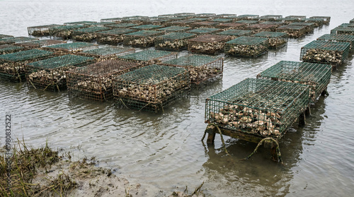 Aquaculture oyster cages in water for shellfish farming  