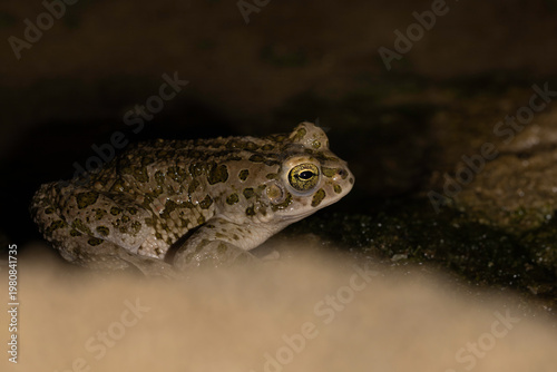 Side profile and skin texture of a Green Toad (Bufotes balearicus)