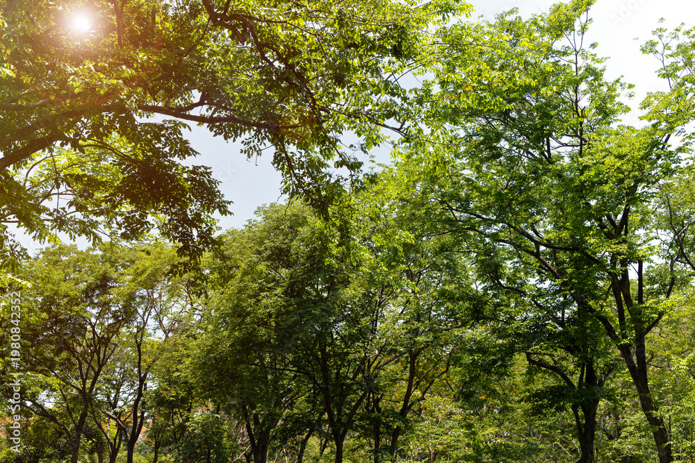 Fototapeta premium Sunlight through green tree leaves in park, natural outdoor background