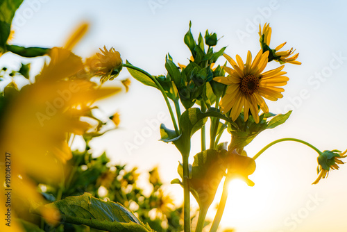 Fotografie Gelbe Blüten im warmen Licht der Abendsonne