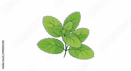 A vibrant green sprig of mint leaves with delicate veins and an outline