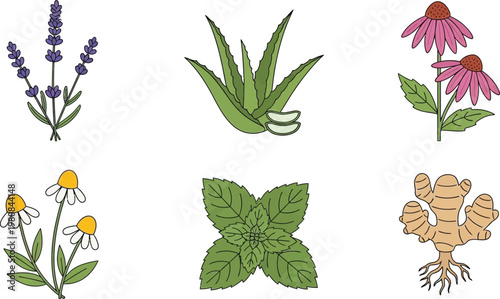 Collection of hand-drawn herbal remedies including lavender aloe vera echinacea chamomile mint and ginger for natural health and wellness concepts