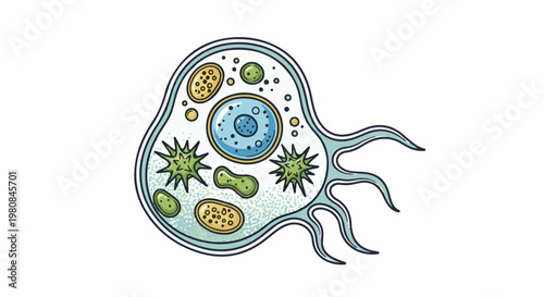 A stylized illustration of a single-celled organism with internal organelles and flagella