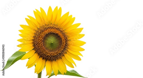 Sunflower isolated on white background bright yellow petals and green leaves summer floral head.