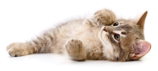 Playful grey kitten lying on back authentic photography