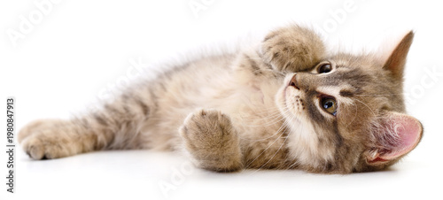 Foto Playful grey kitten lying on back authentic photography